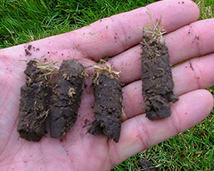 lawn-aeration-soil-plug.jpg