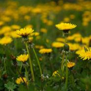 Lawn Aerator Machine